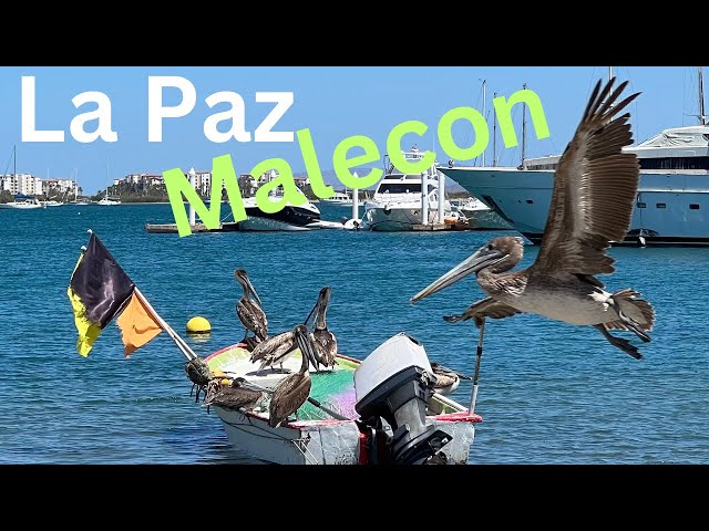 What YOU Can See on the La Paz Malecon!