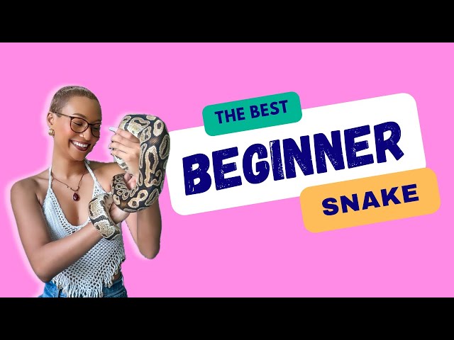 These Are The BEST Beginner Snakes | Welcome To My Channel!