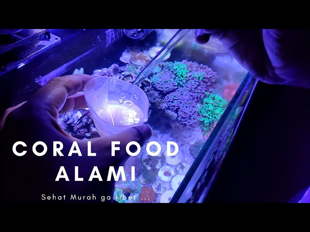 Nano Reef Tank: Natural Coral Food