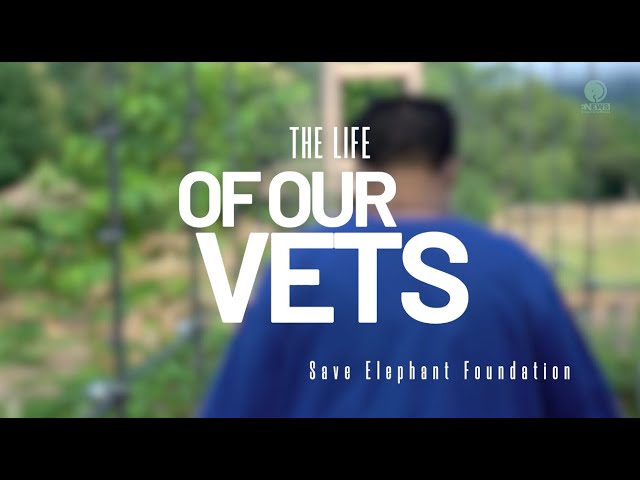 The Life Of Veterinarian - ElephantNews