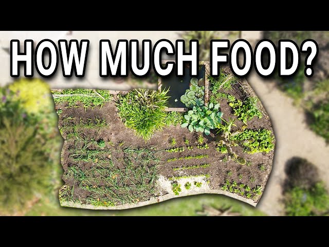 1 Year of Growing Food - A whole season of vegetable gardening