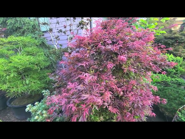 Beautiful Japanese maples in the landscaping - Amazing Maples