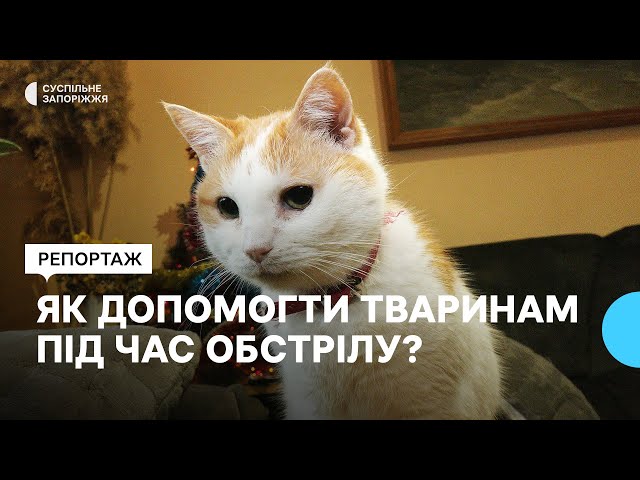 Переломи та уламкові поранення: як допомогти тваринам пережити російські удари?