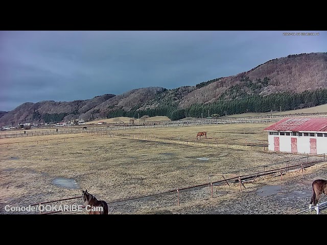 コノド・馬の映るお天気カメラ（新冠）