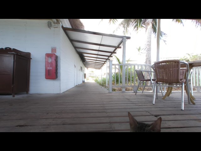 VR180 TRYP Cayo Coco - Grill cats