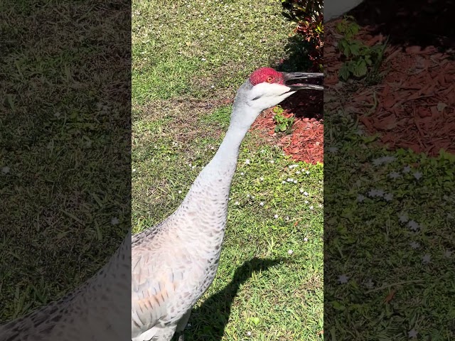 Sandhill Crane vocalizing in my neighborhood