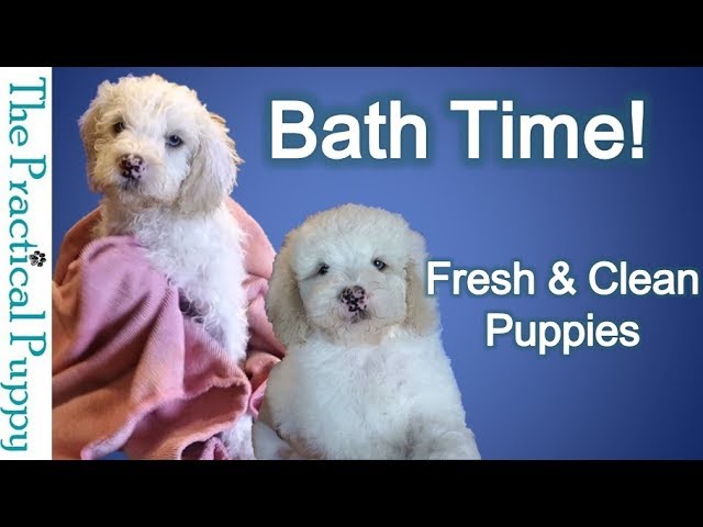 How to Bathe Your Puppy