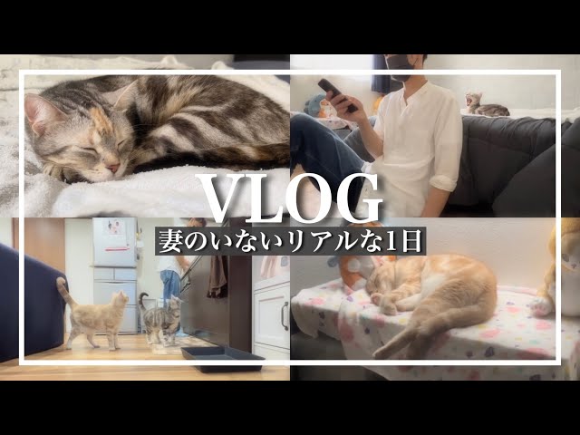 猫と暮らす妻のいないリアルな初夏の休日【Vlog】