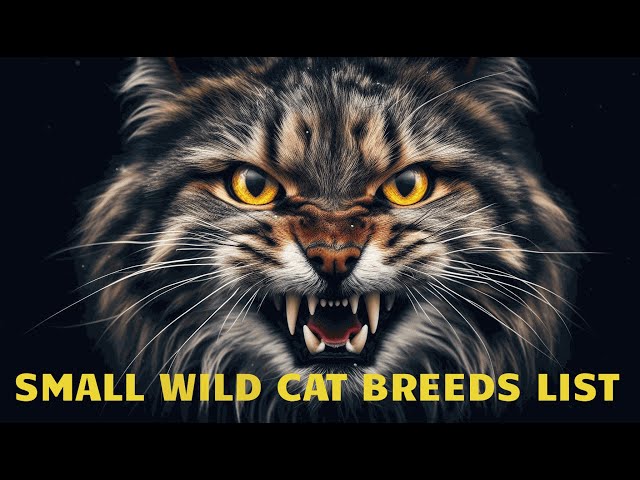 SMALL WILD CAT BREEDS LIST, A Comprehensive Video Tour