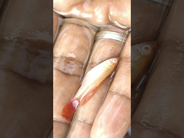 ☠️😔🥺My fish death 😢🥺 ☠️#Funny,#viral video,#guppy fishes,#fish videos,#shorts,