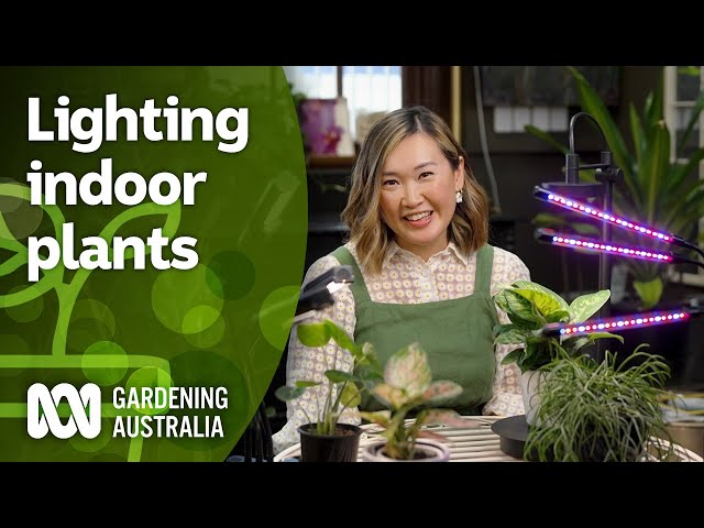 Using Grow Lights for Indoor Plants | Indoor Plants | Gardening Australia