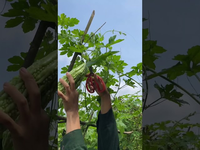 FRUIT PICKING, HARVESTING LUNCH FRUIT   #farm #gardenfarmlife #farming#farmharvest #satisfyingvideo