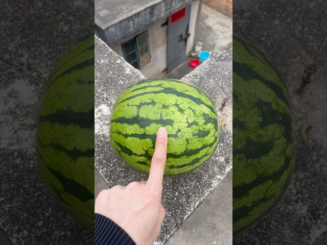 Experiment: Will a watermelon explode if it rolls down from a tall building?#watermelon