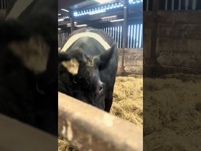 Pet cow is getting excited about going outside!