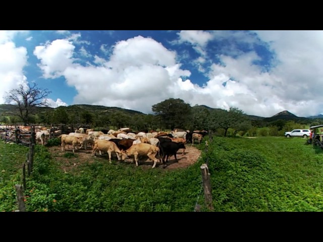 Rancho ganadero en Aribabi, Sonora