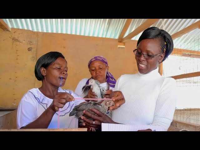 Boosting small businesses in Kenya through large-scale investment in farmer field schools