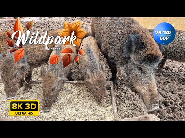 Wildpark im Herbst - VR Experience - 8K 3D VR180 60p