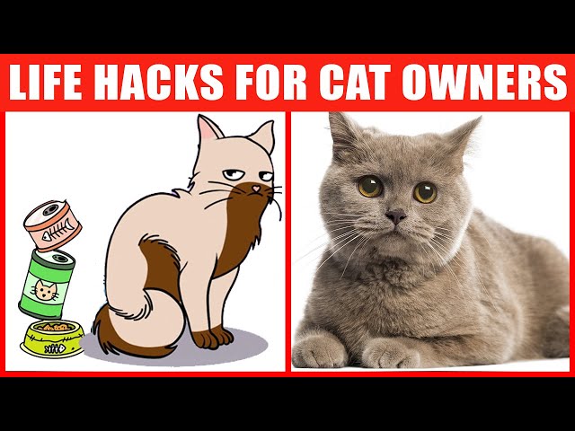 Cat Life Hacks That’ll Change Your Life