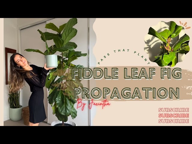 How to Propagate & Repot a Fiddle Leaf Fig | Branch a Ficus Lyrata - Full Tutorial #FiddleLeaFfig