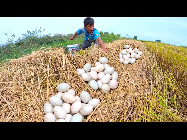 wow wow unique - a smart farmer pick a lot of duck eggs on the straw at field by hand skills