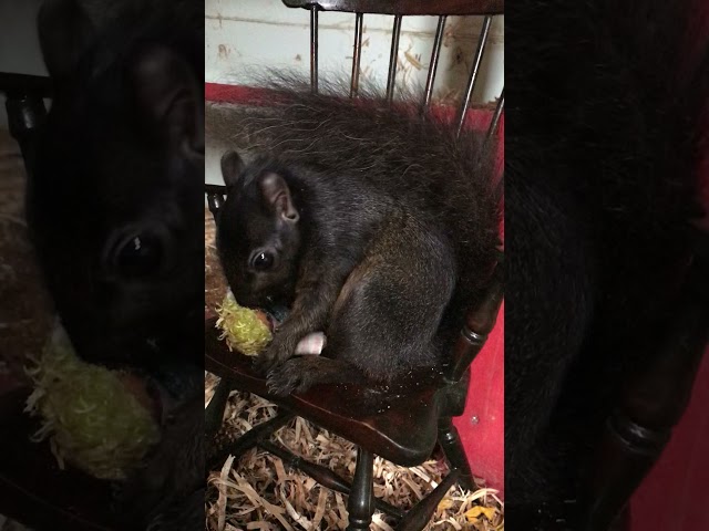 Face Off , she chewed its face off lol baby squirrel steals wooden dolly and chews its face off lol