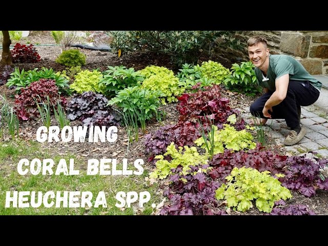 CORAL BELLS (Heuchera spp.) - Where to Plant & How to Grow