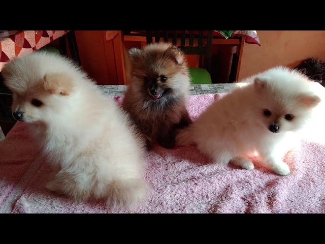 Drying after bathing Funny And Cute Pomeranian