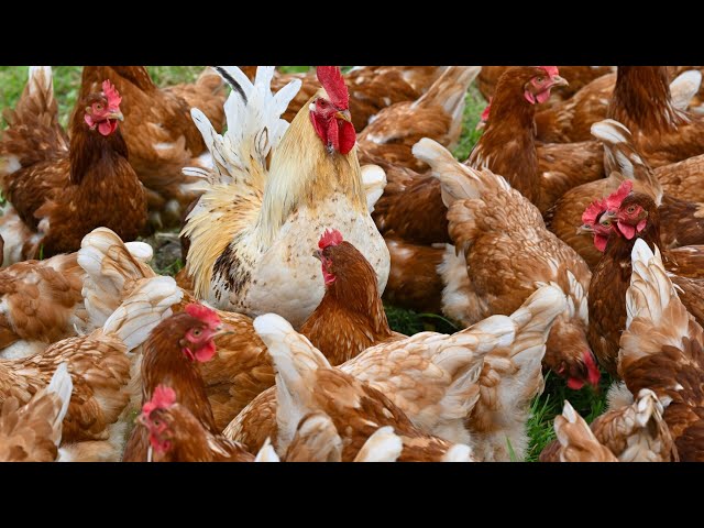 Authorities investigating source of bird flu outbreak at poultry farm in Victoria