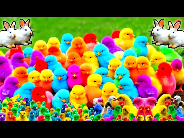 World Cute Chickens, Colorful Chickens, Rainbows Chickens, Cute Ducks, Cat, Rabbit, Cute Animals