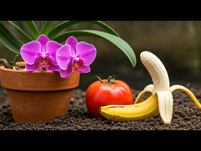 Unbelievable! This Kitchen Ingredient Makes Orchids BLOOM CONTINUOUSLY!