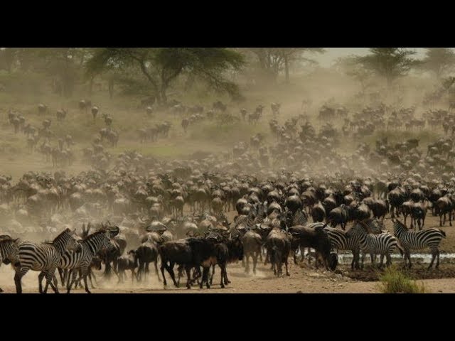 360 3D VR: The Wildebeest Migration! (Serengeti, Africa)