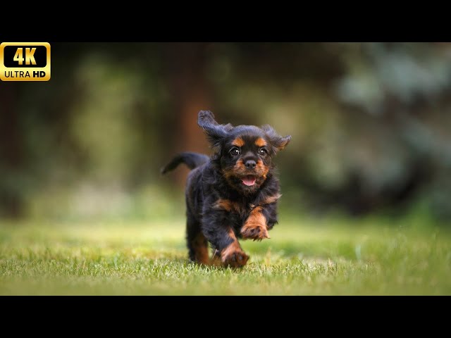 Amazing 4K HDR 120fps Puppy Video | Adorable Puppies in Ultra HD | Wildview 4K