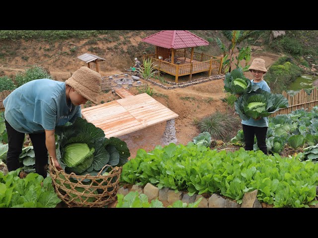 Complete the stone campus, Harvest cabbage, and process pork to prepare for Lunar New Year 2025