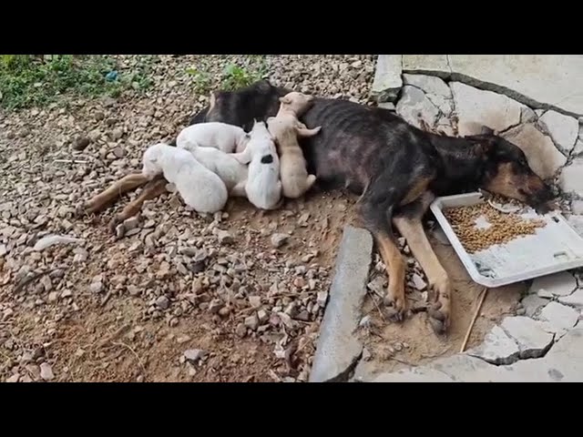 Skinny Mother Dog Tried to Eat a Little to Have The Strength to Feed her Cubs But Couldn't...