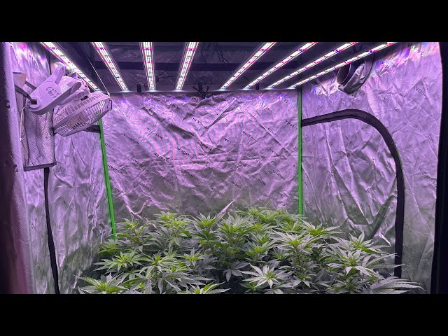 Medic grow fold 800u full spectrum LED Seed stock ready to flip to flower