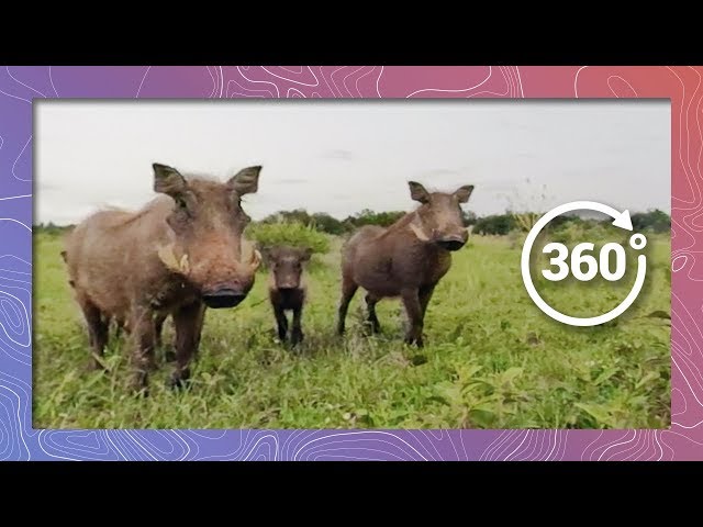 The Wariness of Warthogs in 360 5K