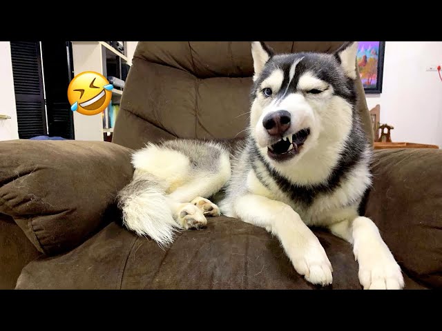 Funniest Cats And Dogs Videos 🐶 - Best Of The 2025 Funny Animal Videos 😻