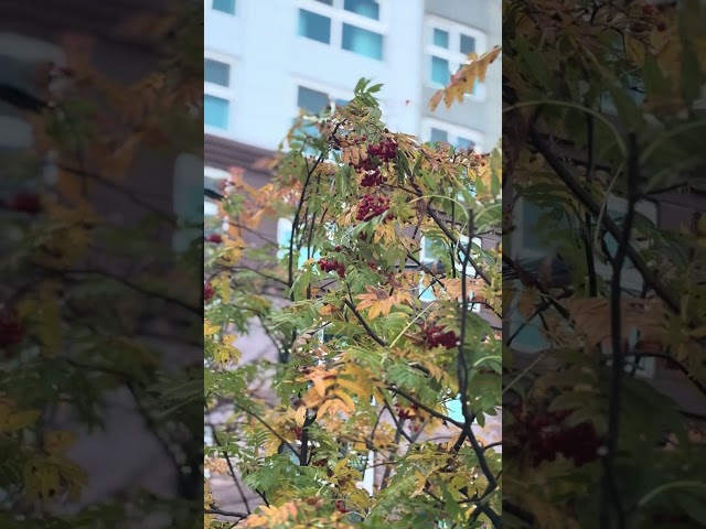 Tree fruit and magpie