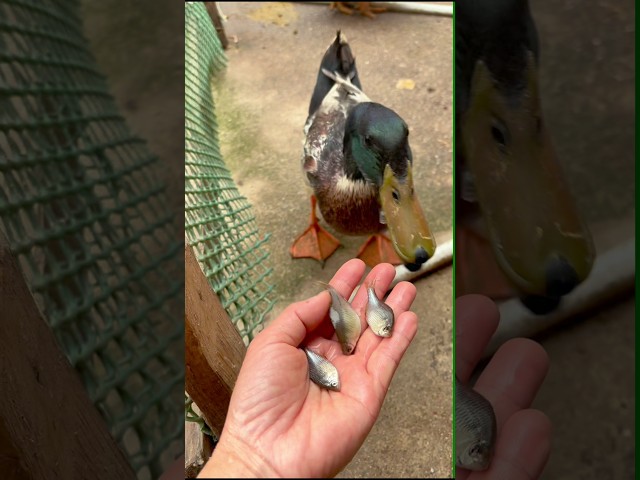 Amazing Duck Feeding Fish 🐟 🦆 #shorts #viral #duck #ducklover #duckeggs #animals #wildlife #farmlife