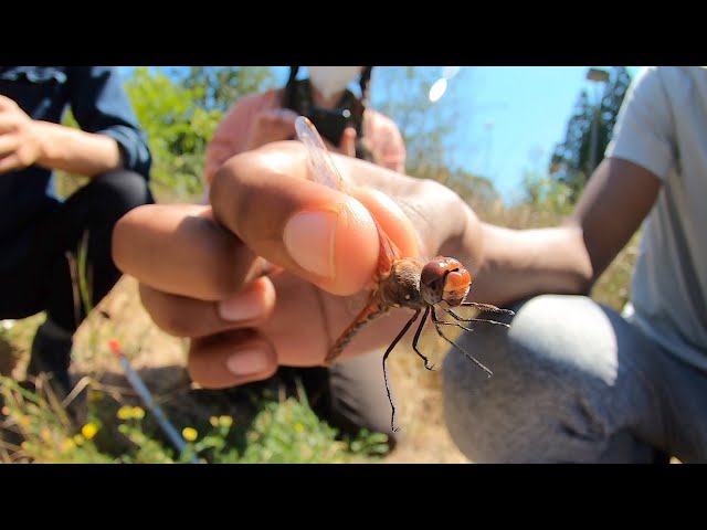 Searching For Dragonflies