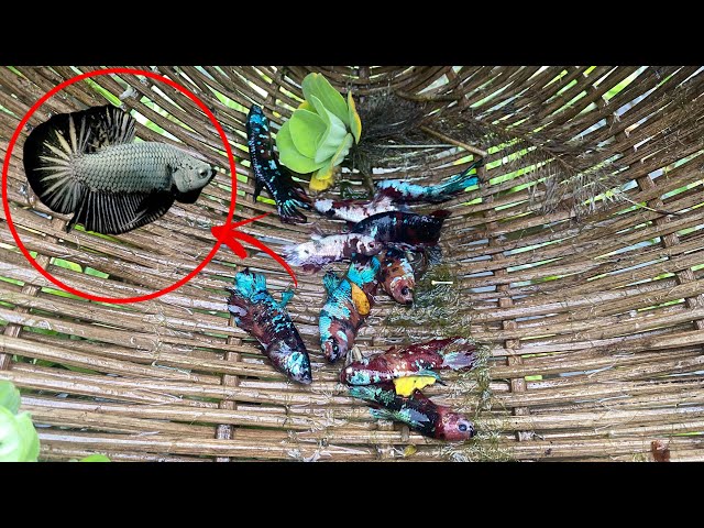 Amazing Lotus Lake Betta Fish Catching Betta Fish in Nature’s Hidden Place