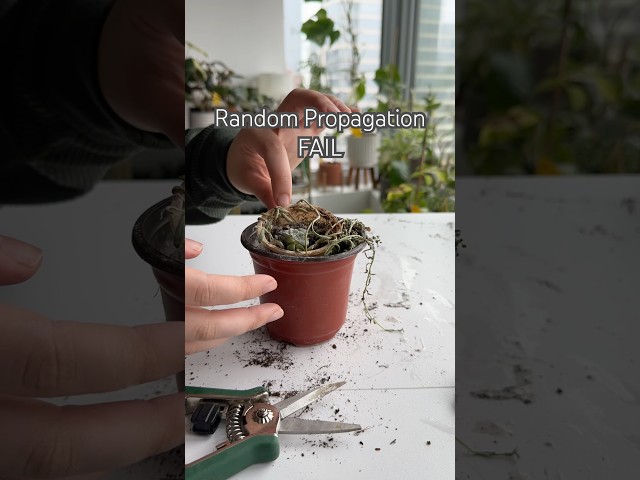 Prop Fail #shorts #garden #propagation #houseplants #plants #indoorplants #succulent