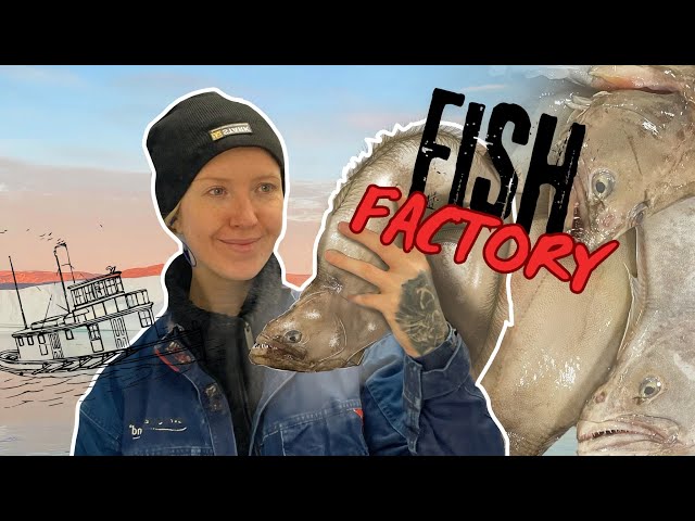 Working at a Fish Factory in Greenland