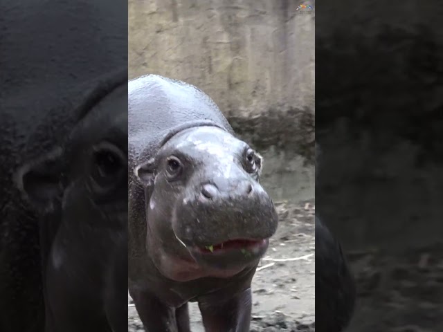 侏儒河馬「Thabo」#TaipeiZoo #臺北市立動物園 #侏儒河馬 #MandaiWildlifeGroup #域外保育 #PygmyHippopotamus