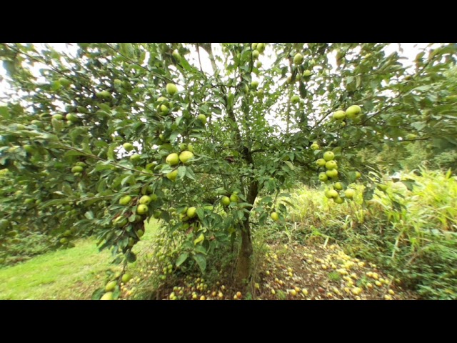 Apple tree, VR180 test (photo)