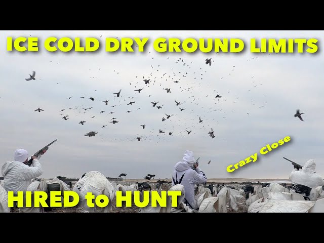 Hired to Hunt Season 7 #11: Ice Cold Mallards ... Duck and Goose Hunting. Limit Hunts in Alberta