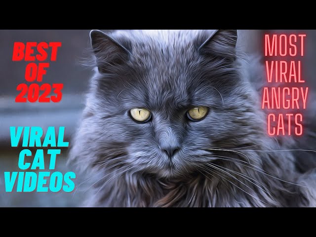 Best Cats Video 2023 | Most Viral Cat Videos | Funnist Cat Video | Cute Viral Cats Video | Top Ten