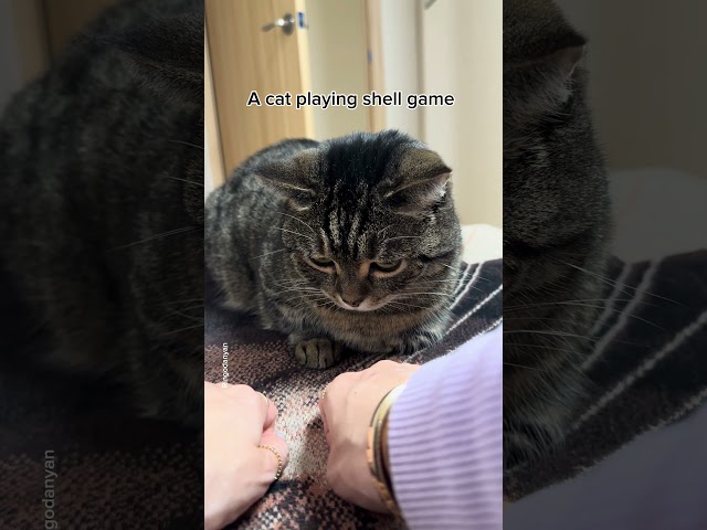 A cat playing shell game #shorts #funny #cat