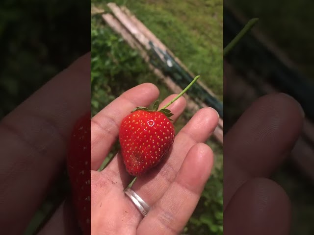 SWEET STRAWBERRIES 🍓