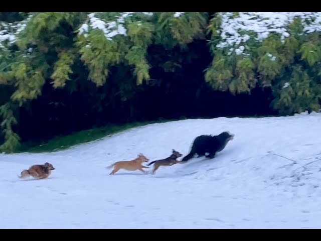 Pup Java’s first snow & loved it. It’s very sloppy & melting underneath